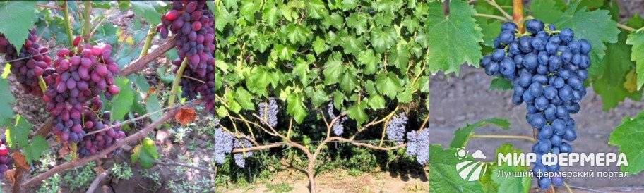 Виноград юпитер. размножение и посадка винограда, нюансы полива, обрезки и удобрения