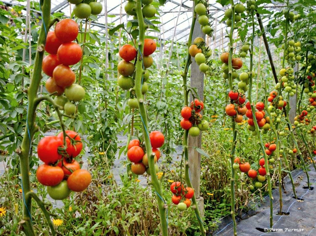 Как выращивать помидоры в теплице, чтобы был большой урожай