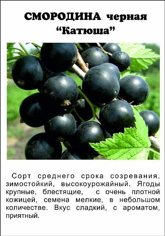 Описание черной смородины сорта Белорусская сладкая, правила посадки и ухода