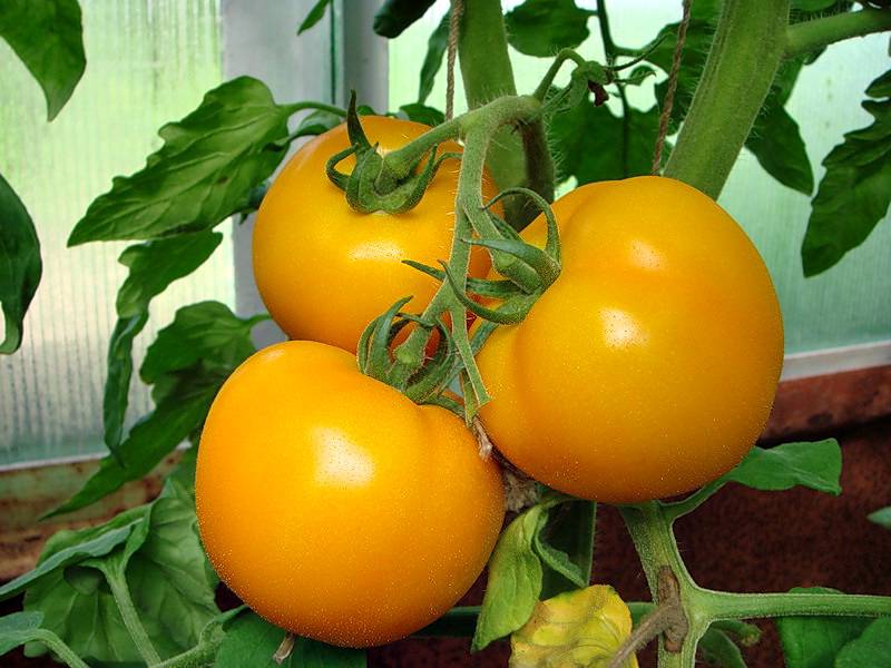 Сорта желтых томатов для теплиц и открытого грунта