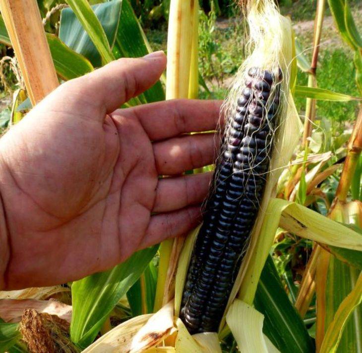 О влиянии кукурузы на плодородие почвы...: дневник пользователя ларри с тяпкой