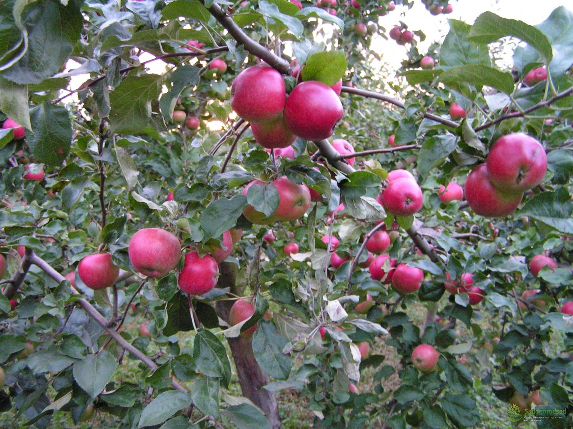 Яблоня сорта коваленковское: описание сорта и уход