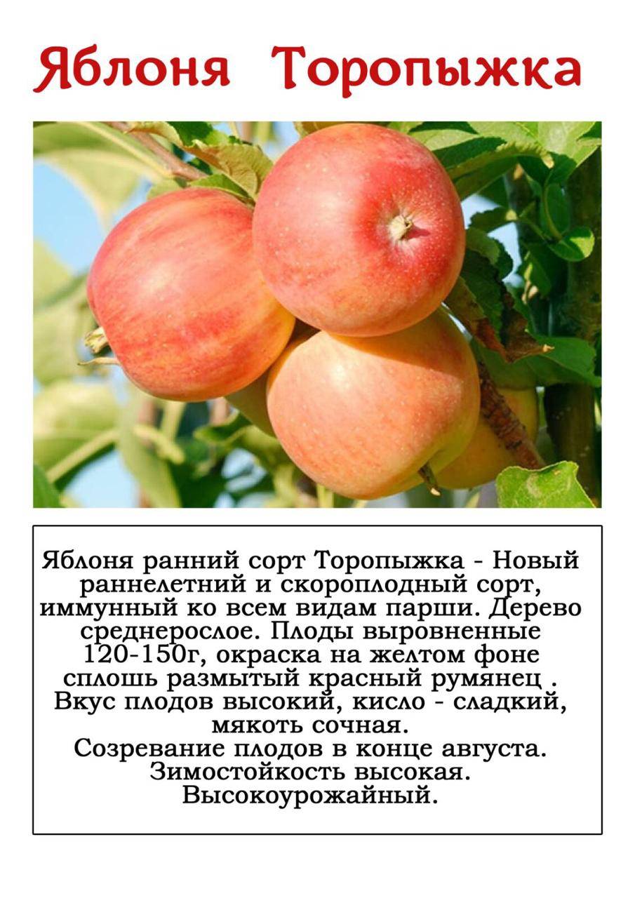 Сортовые особенности яблони ауксис