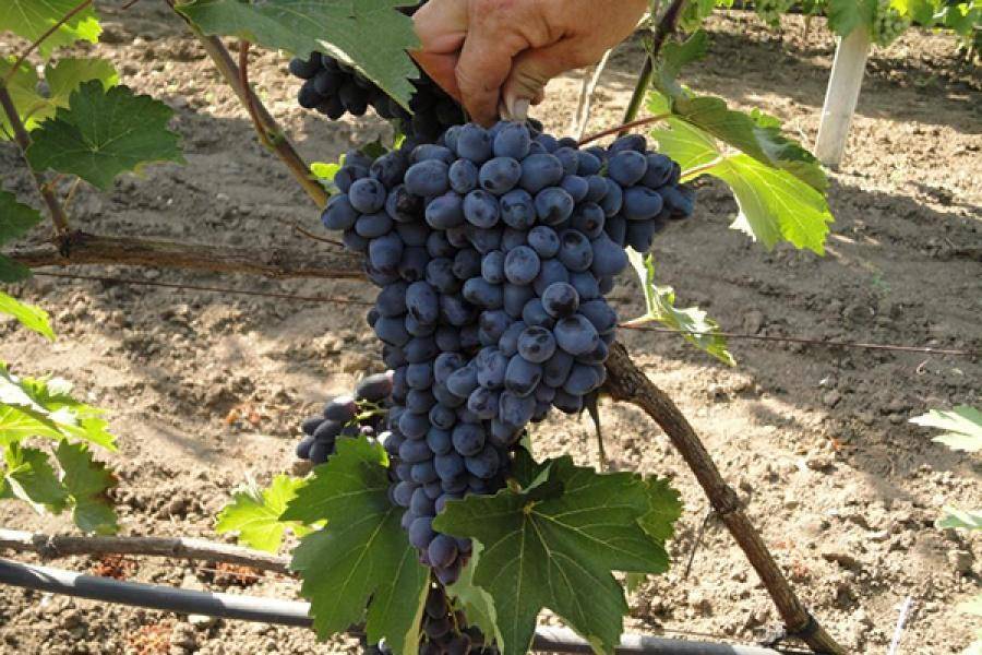 Сорт винограда карменер: описание и основные характеристики