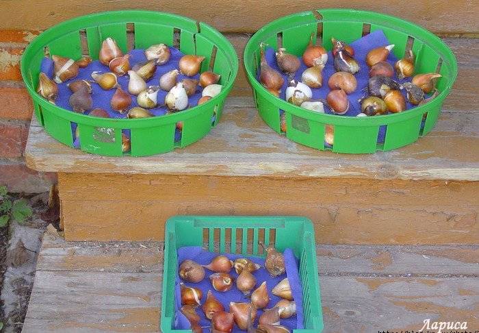 Посадка тюльпанов в корзины для луковичных ?: как сажать тюльпаны, посадка тюльпанов в контейнеры осенью, ящиках в землю | qlumba.com