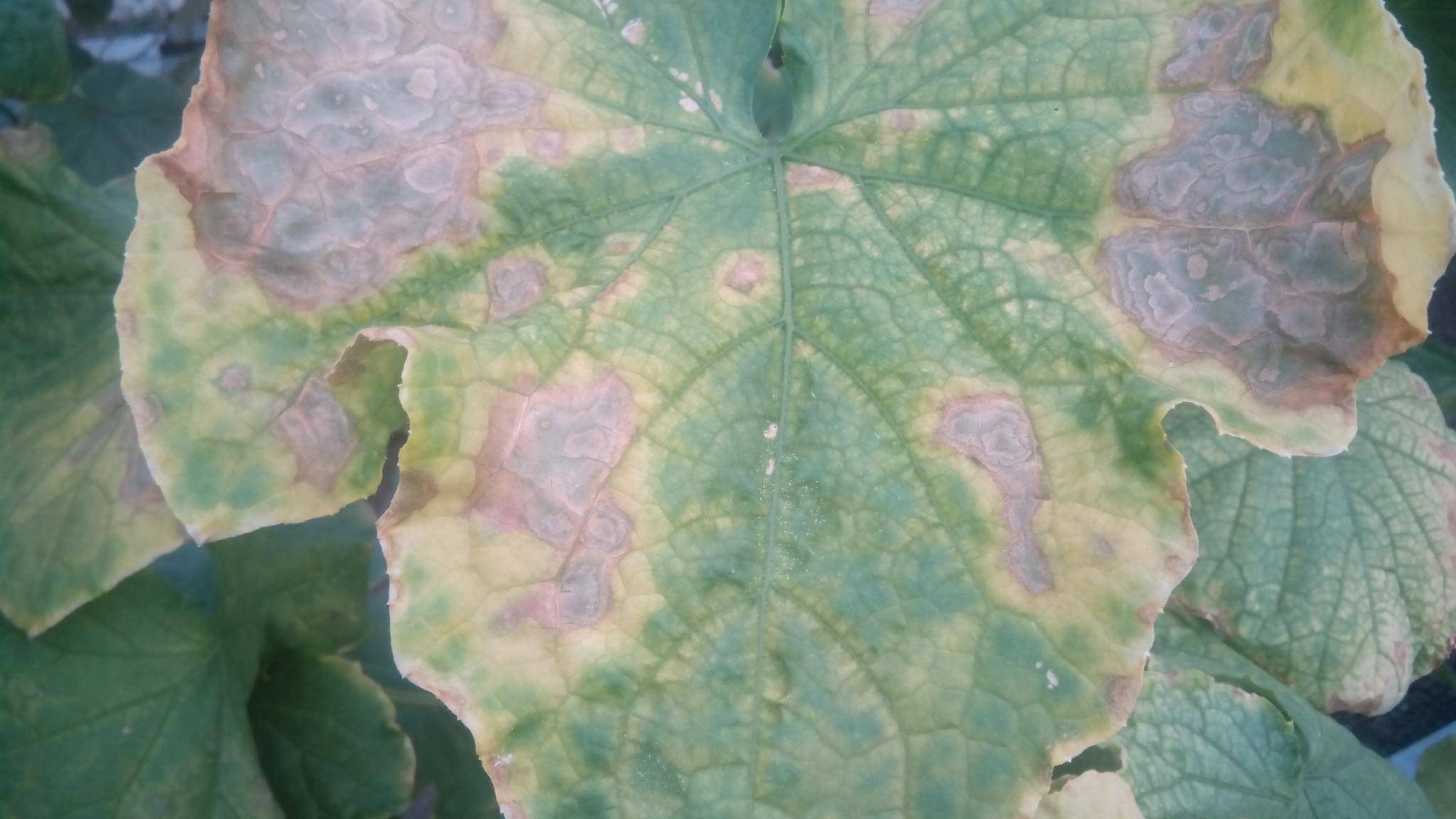 Почему на листьях огурцов появились белые пятна: причины и что делать, как бороться с мучнистой росой