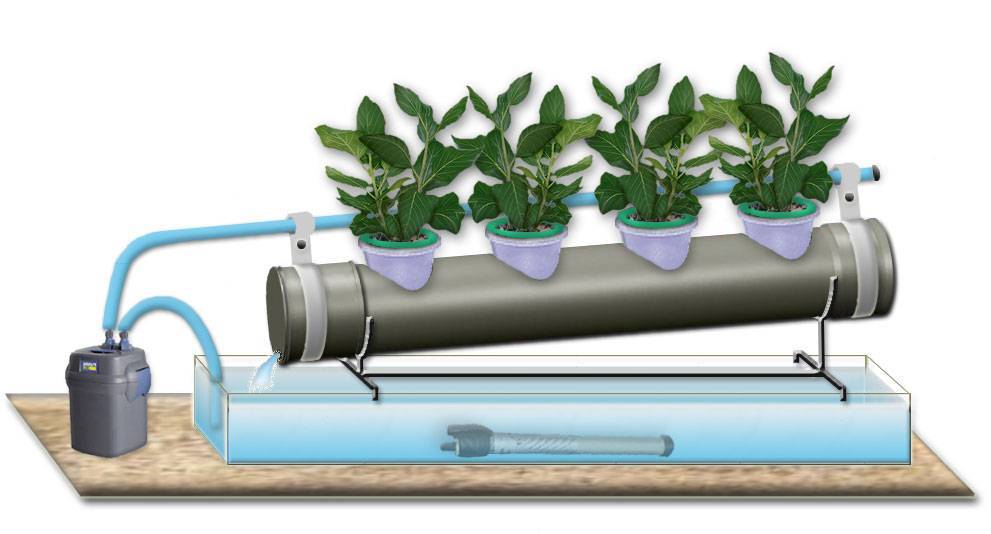 Способы выращивания клубники и земляники методом гидропоники