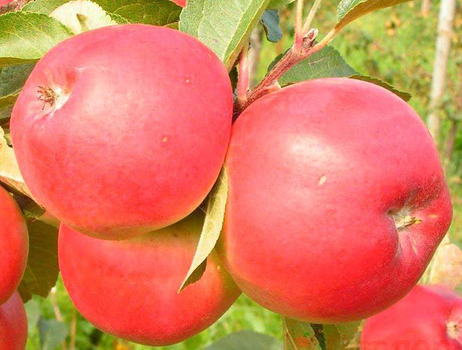 Ковровая яблоня: топ отзывов, секреты выращивания с фото