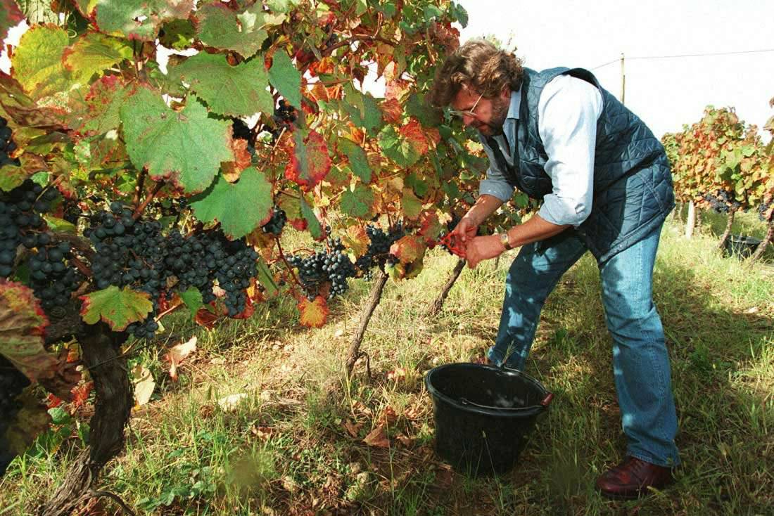 «загадка шарова» — виноград для северных регионов