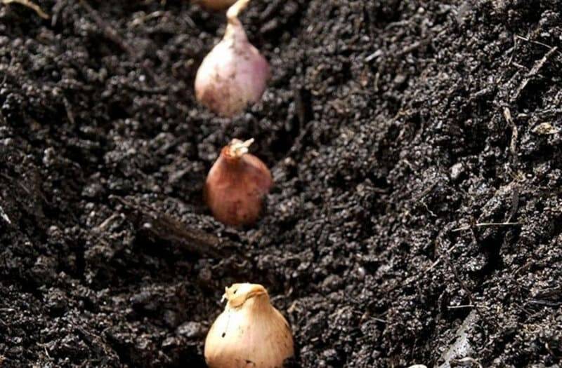 Выращивание лука из семян за один сезон (год): подходящие сорта, порядок действий, сбор и хранение урожая репчатого лука