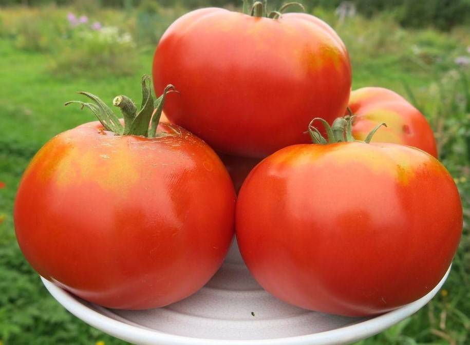 Шапка мономаха – русский томат. особенности выращивания культуры, описание плодов