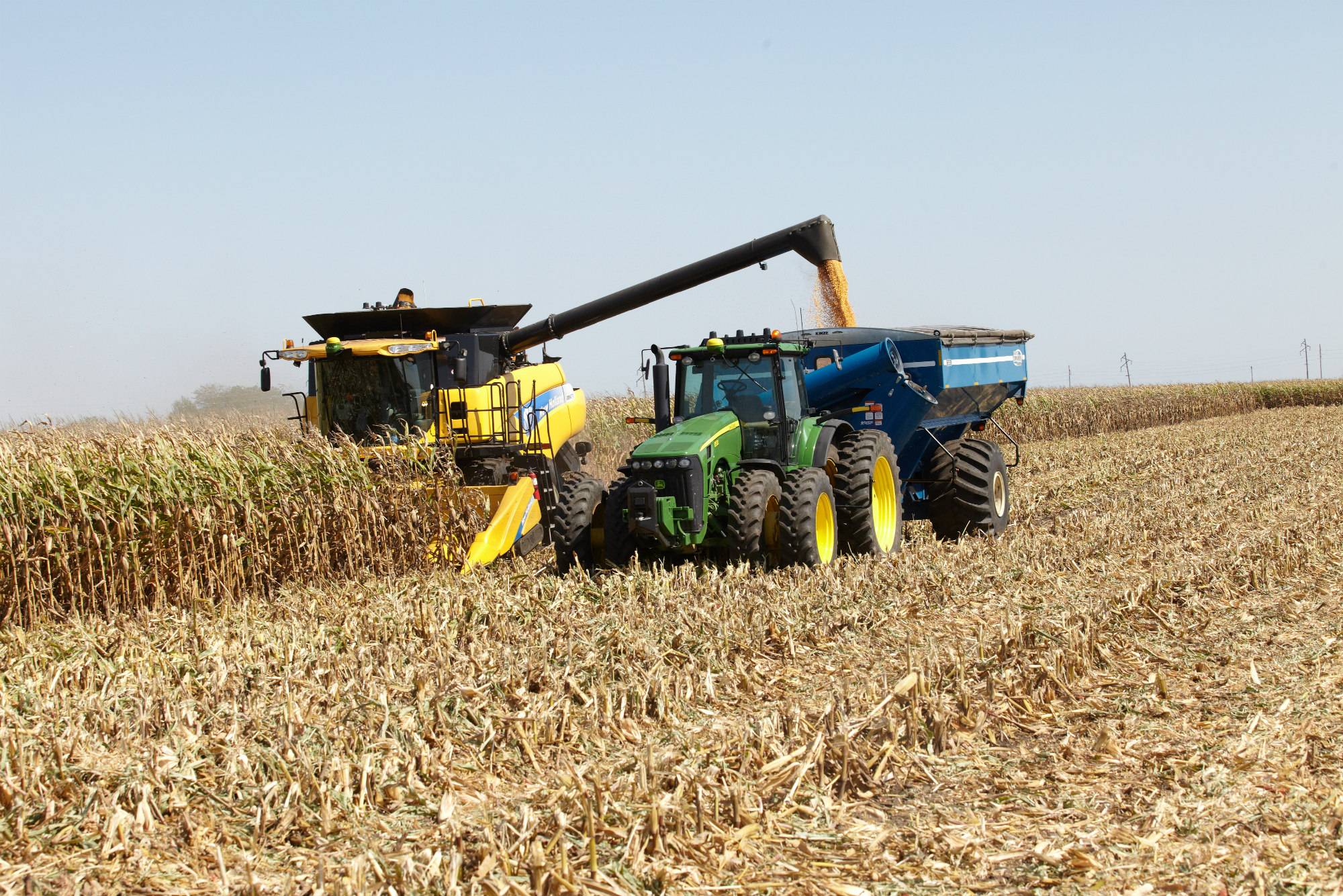 Когда убирают кукурузу на зерно и на силос: особенности и сроки