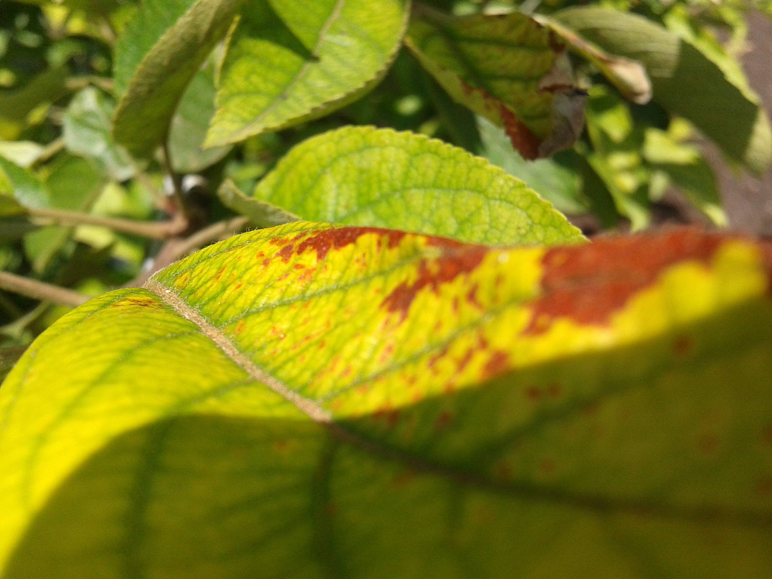 Болезни листьев яблони: описания с фото и способы лечения