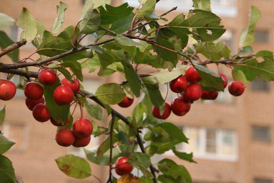Яблоня недзвецкого — красивое декоративное дерево для вашего участка