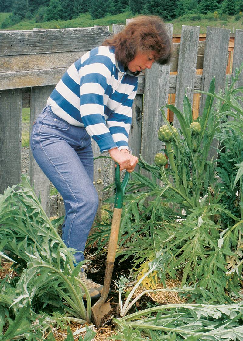 Растение артишок: как выращивать экзота в саду, польза и вред