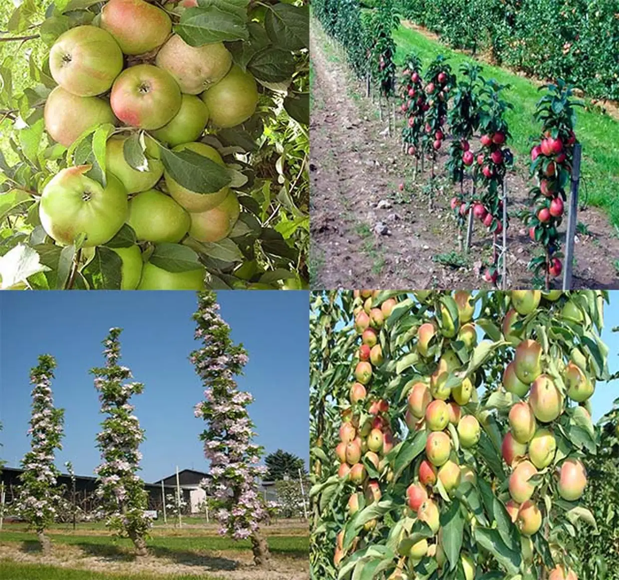 Все о колоновидных яблонях: урожайность, корневая система, срок жизни, нужна ли пара
