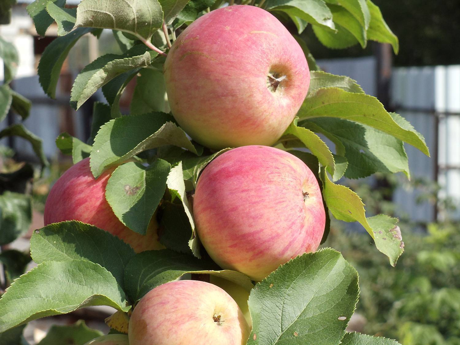 Яблоня яблочный спас: фото и описание сорта, отзывы