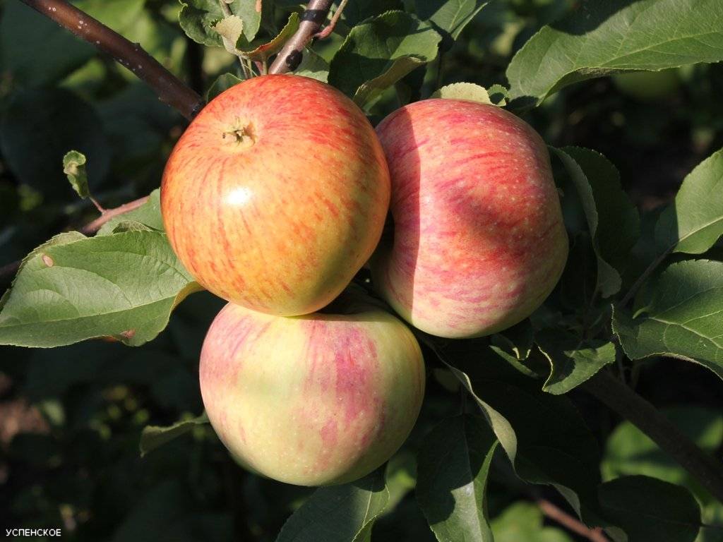 Яблоня «боровинка» — описание сорта. фото и отзывы