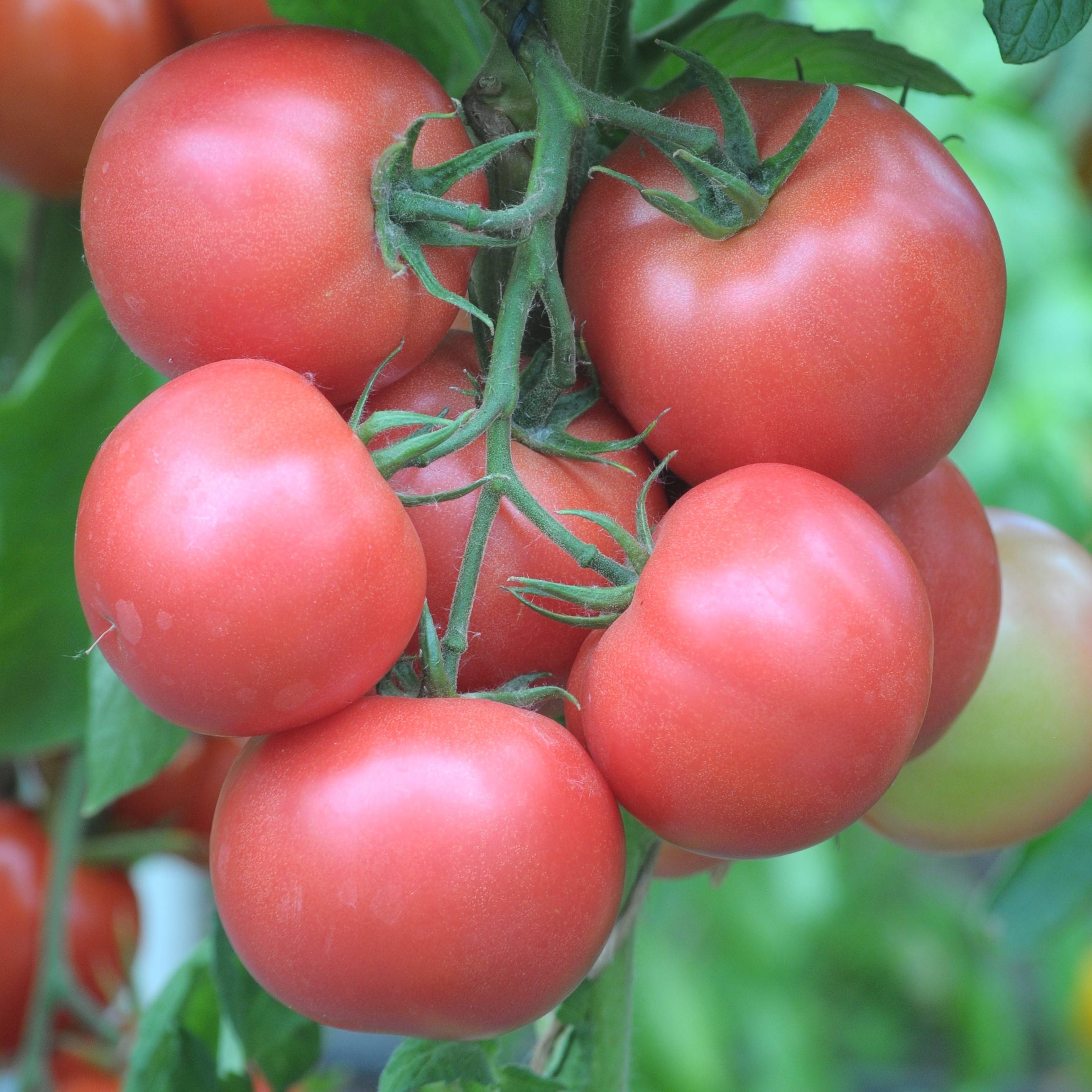 Какие сорта томатов f1 самые популярные у огородников?