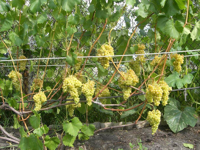Виноград кишмиш 342: описание сорта и история, особенности выращивания и ухода