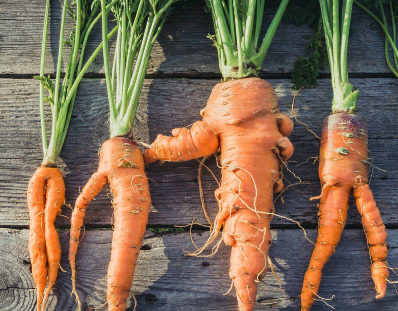 Можно ли перед посадкой моркови. Морковь. Морковь на грядке. Морковь растет. Морковка растет.