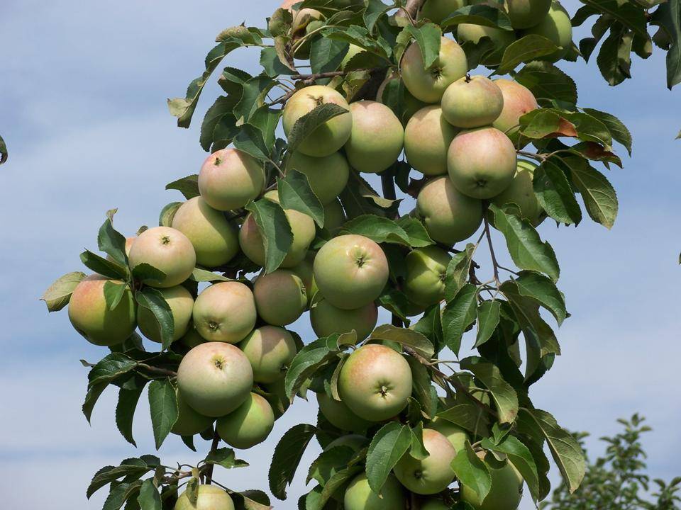 Описание яблони сорта августа, правила выращивания и ухода
