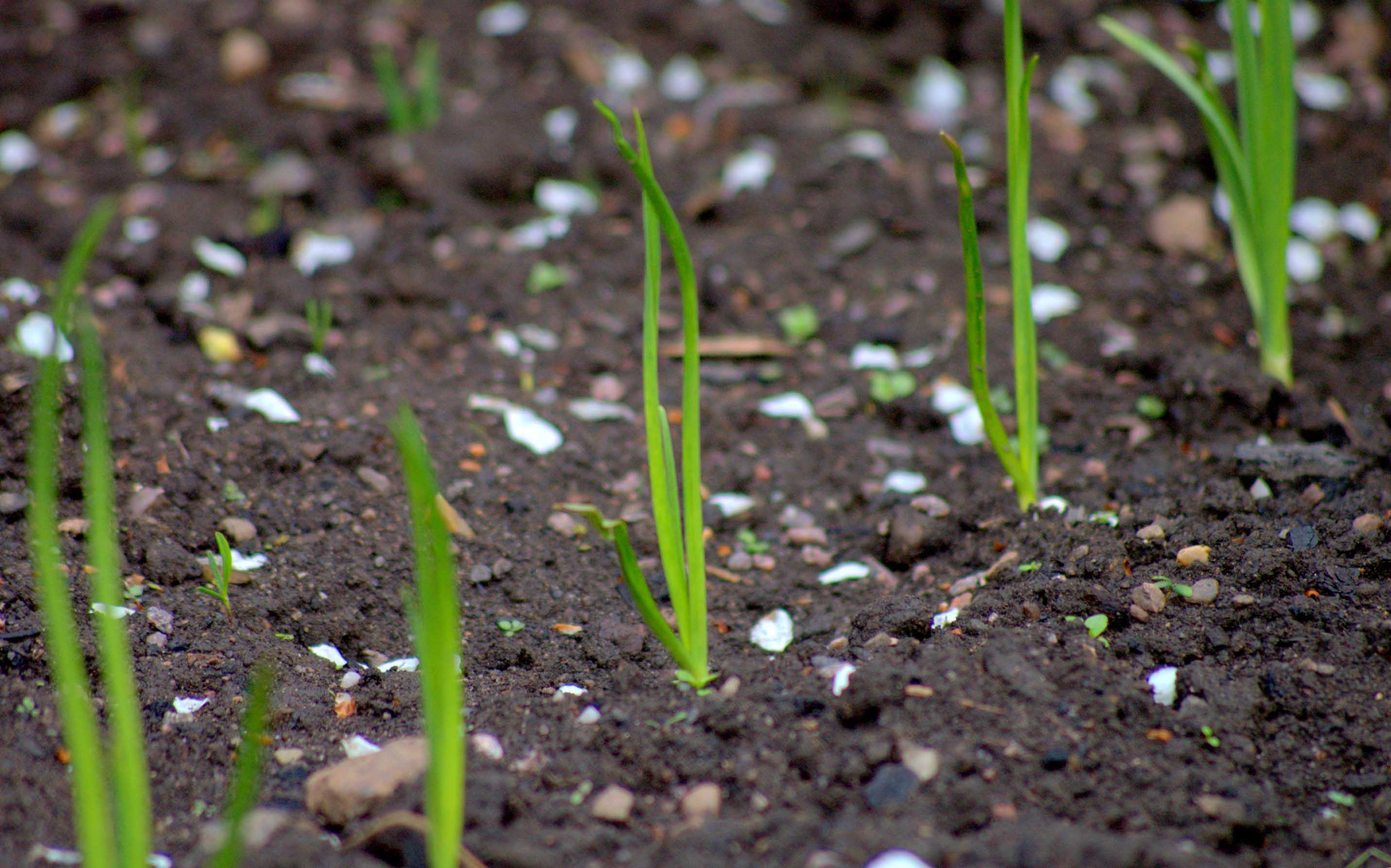 Экономичное и быстрое выращивание лука-чернушки на рассаду или подзимний посев?
