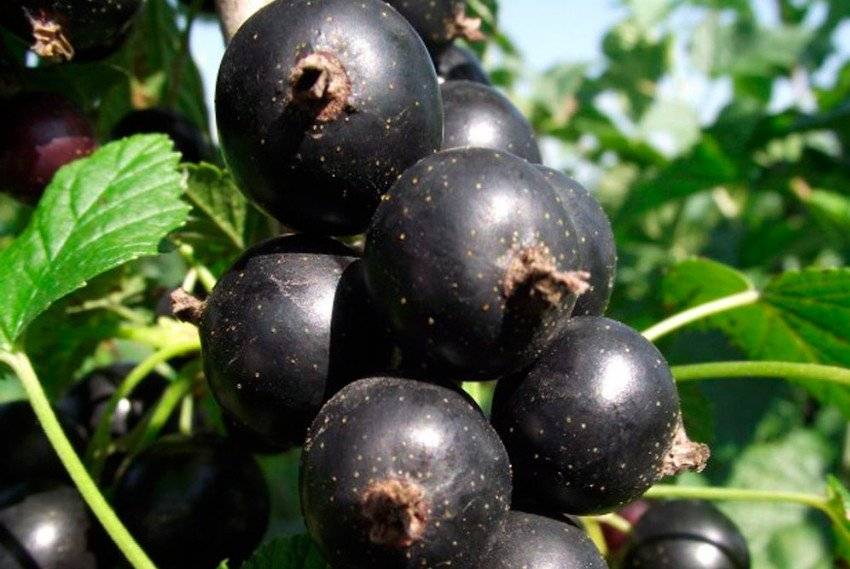 Сорта черной смородины: лучшие и самые урожайные виды, с крупными ягодами и ранние