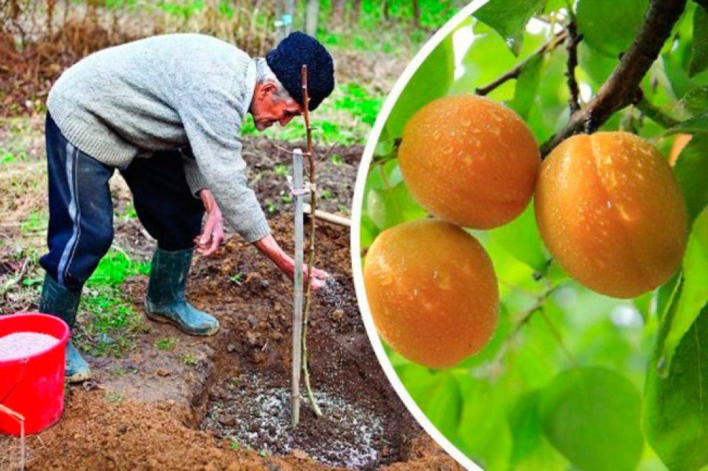 Описание 11 лучших зимостойких сортов абрикосов для урала, посадка и уход