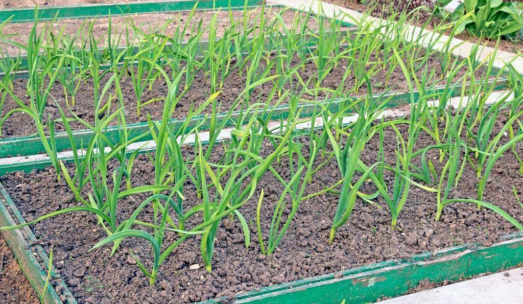 Озимый чеснок: выращивание и уход в открытом грунте