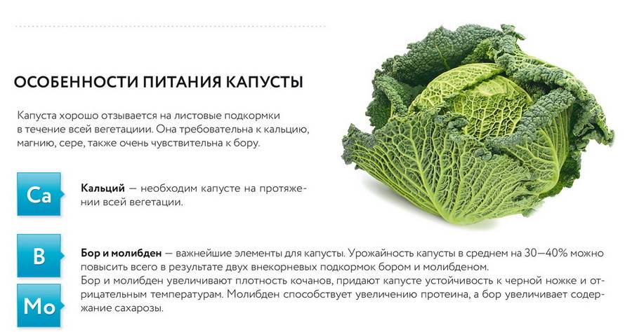 Подкормка капусты: сроки, виды удобрений и количество прикормки в зависимости от вида капусты