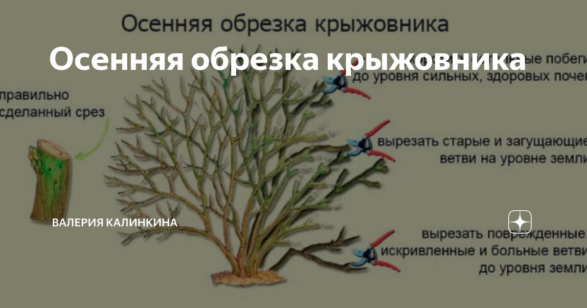 Когда обрезать крыжовник. Схема обрезки крыжовника осенью. Схема обрезки куста крыжовника. Обрезка крыжовника весной схема. Схема обрезки смородины осенью.