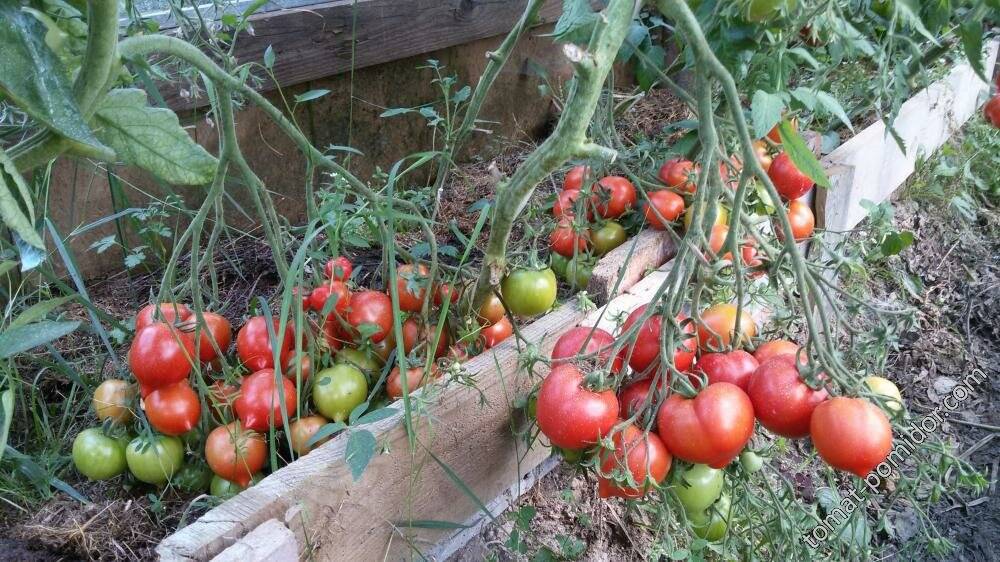Томат "юбилейный тарасенко": описание сорта, особенности выращивания, фото помидор