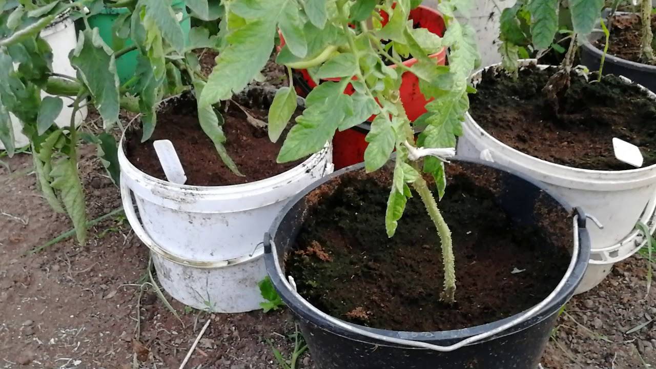 Выращиваем томаты в ведрах - вместе мастерим
