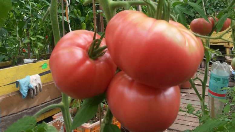 Томат бабушкин секрет: описание популярного сорта среднеранних помидоров, фото, отзывы, выращивание, посадка и уход, урожайность