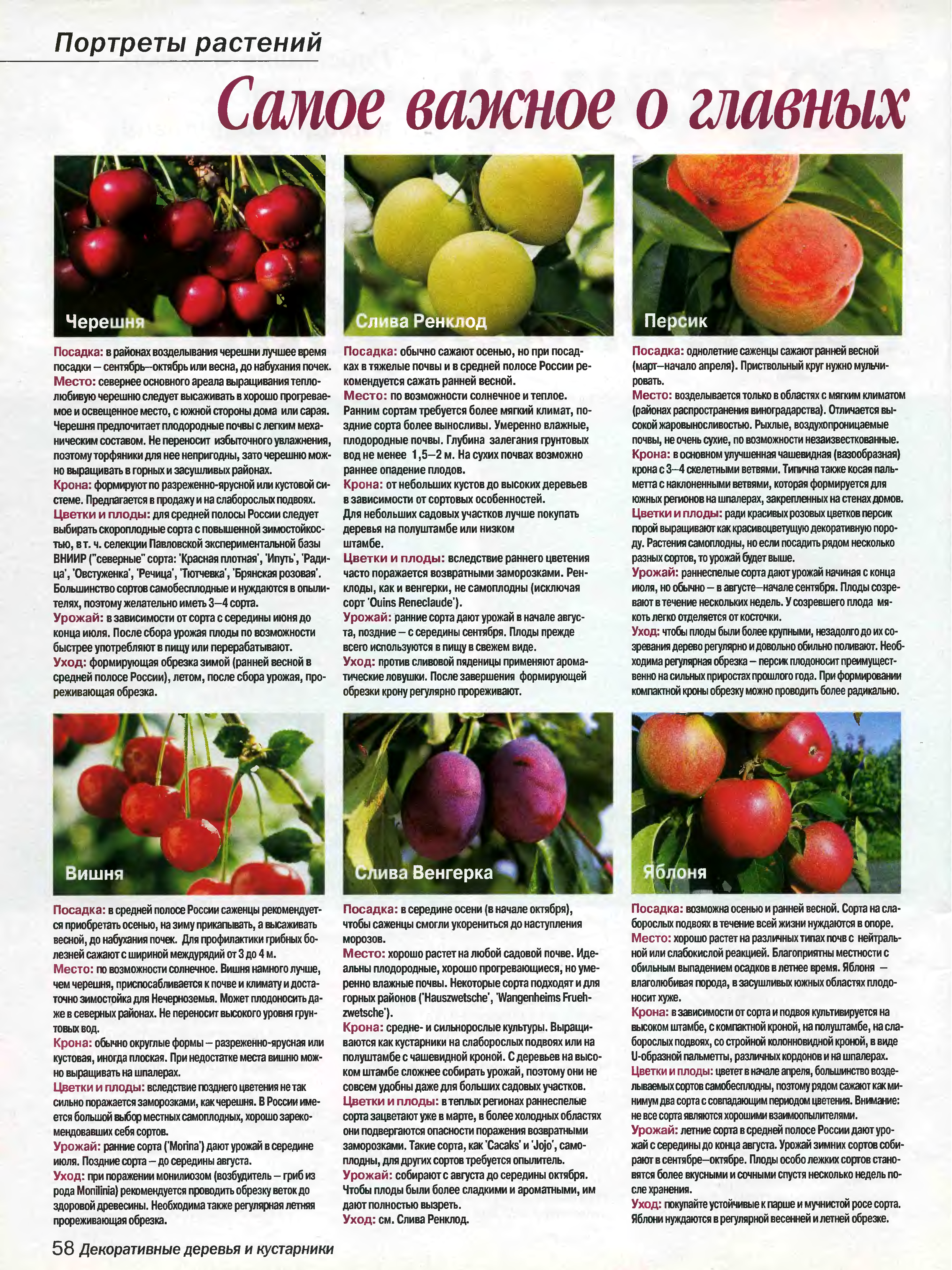 Описание сорта черешни валерий чкалов и характеристики плодов, плюсы и минусы, выращивание