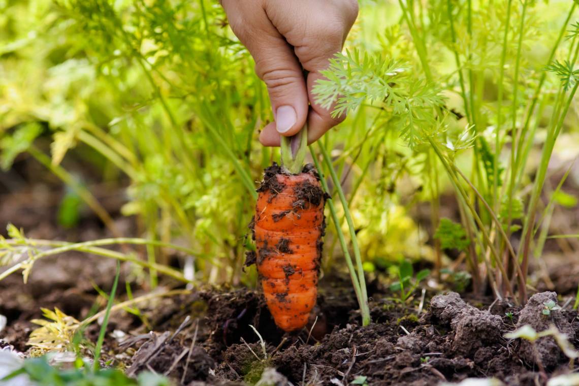 Морковь - посадка, выращивание, уход. как сохранить урожай моркови