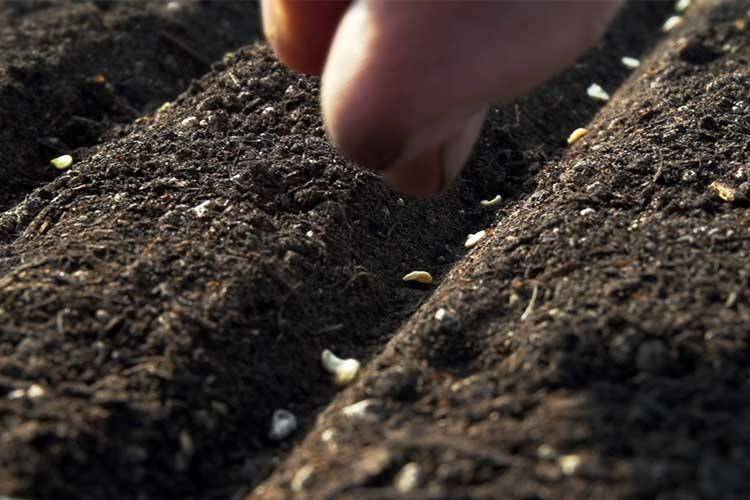 Как и когда сеять кориандр под зиму: технология выращивания
