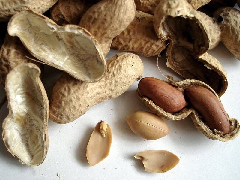 Где и как растет арахис? все о развитии, цветении и плодоношении земляного ореха