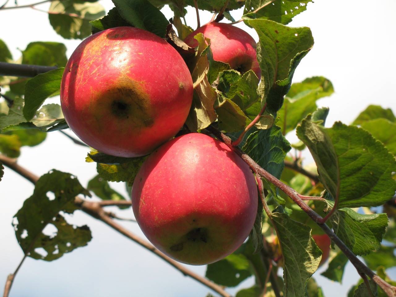 Яблоня чебурашка: особенности сорта и ухода