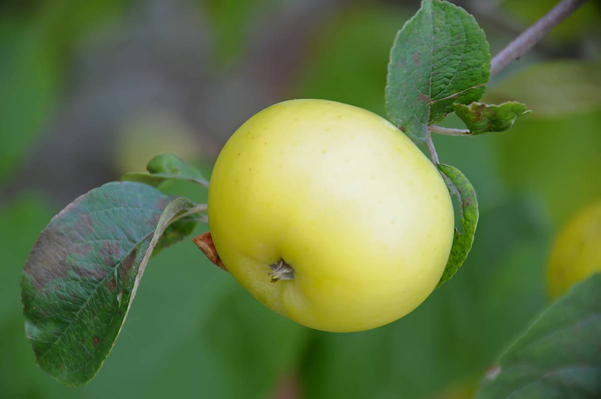 Яблоня уральское наливное — морозостойкое урожайное деревце