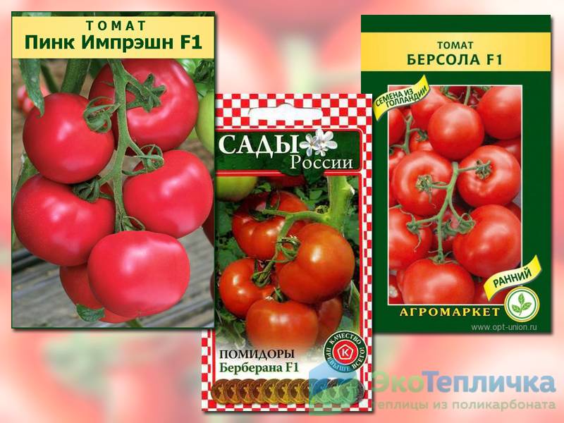 Томат "этуаль": описание сорта и характеристики сорта, фотографии помидоров