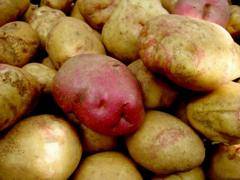 Картофель иван да марья: описание, особенности выращивания