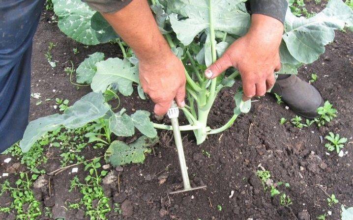 Уход за капустой в открытом грунте - от посадки до урожая: советы