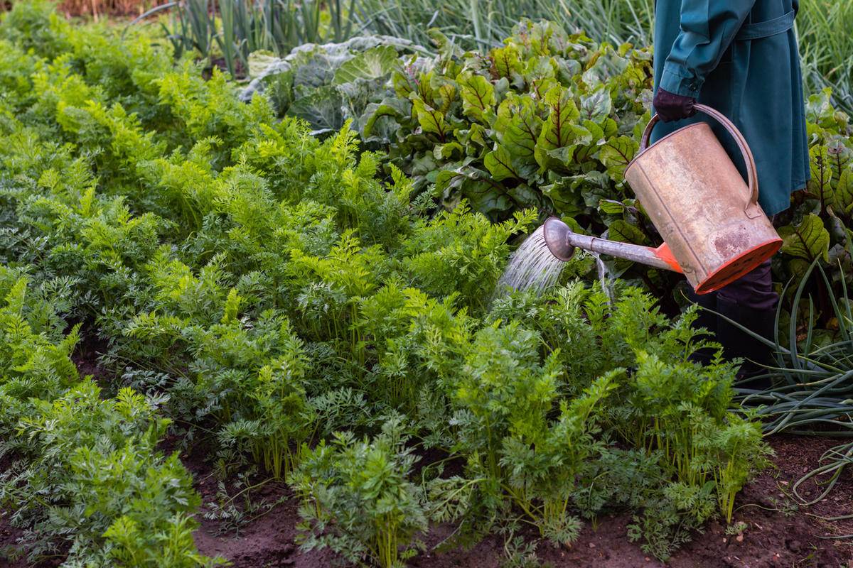 Как поливать морковь в открытом грунте: правила и рекомендации