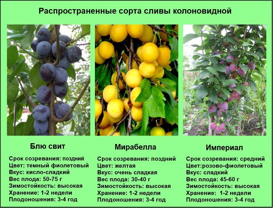 Слива этюд: описание сорта, правила посадки и ухода за плодовым деревом