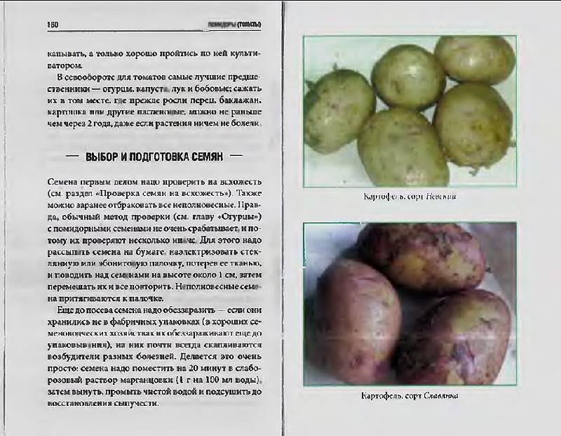 Картофель рябинушка: описание сорта, характеристики, достоинства, особенности выращивания, сроки посадки, уход, отзывы