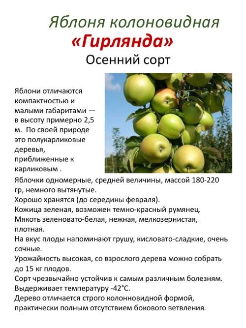 Характеристика и описание яблони “легенда”