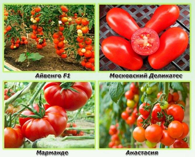 Голландские семена томатов для теплиц: описание сортов семян, фото