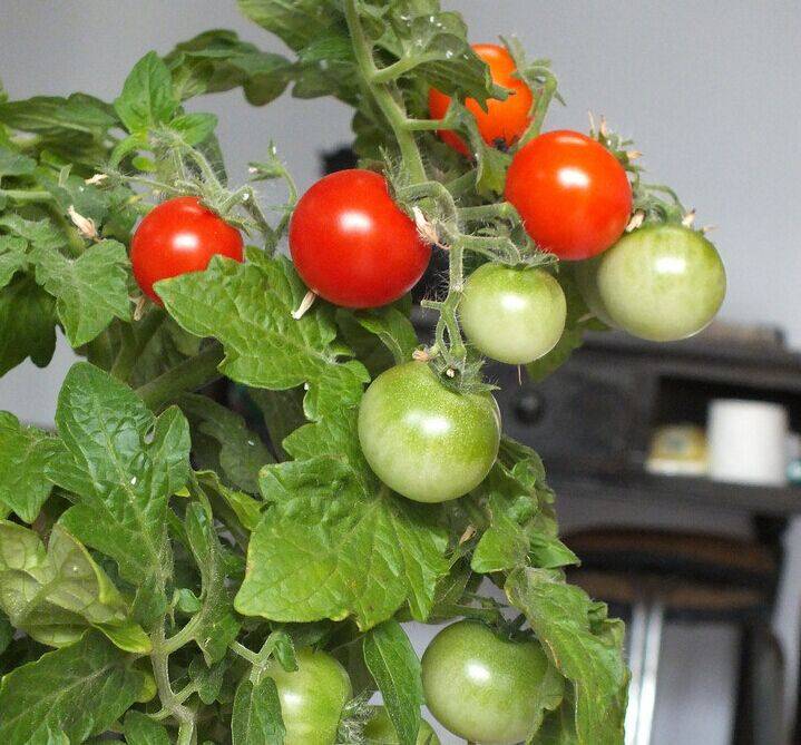 Фото, видео, отзывы, описание, характеристика, урожайность декоративного сорта томата «жемчужина желтая».